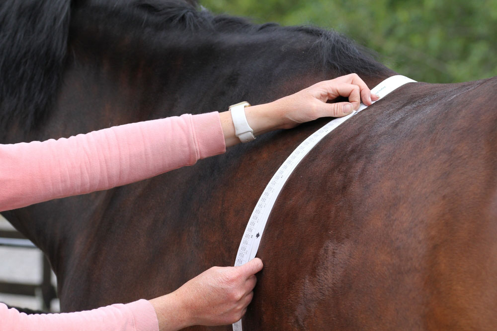 You are currently viewing Summer Obesity – Do you have a Fat Horse or Pony?