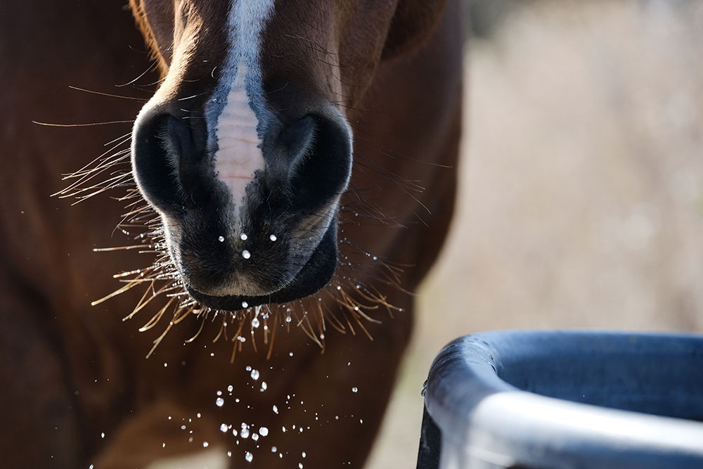 You are currently viewing Summer Feeding: Hydration