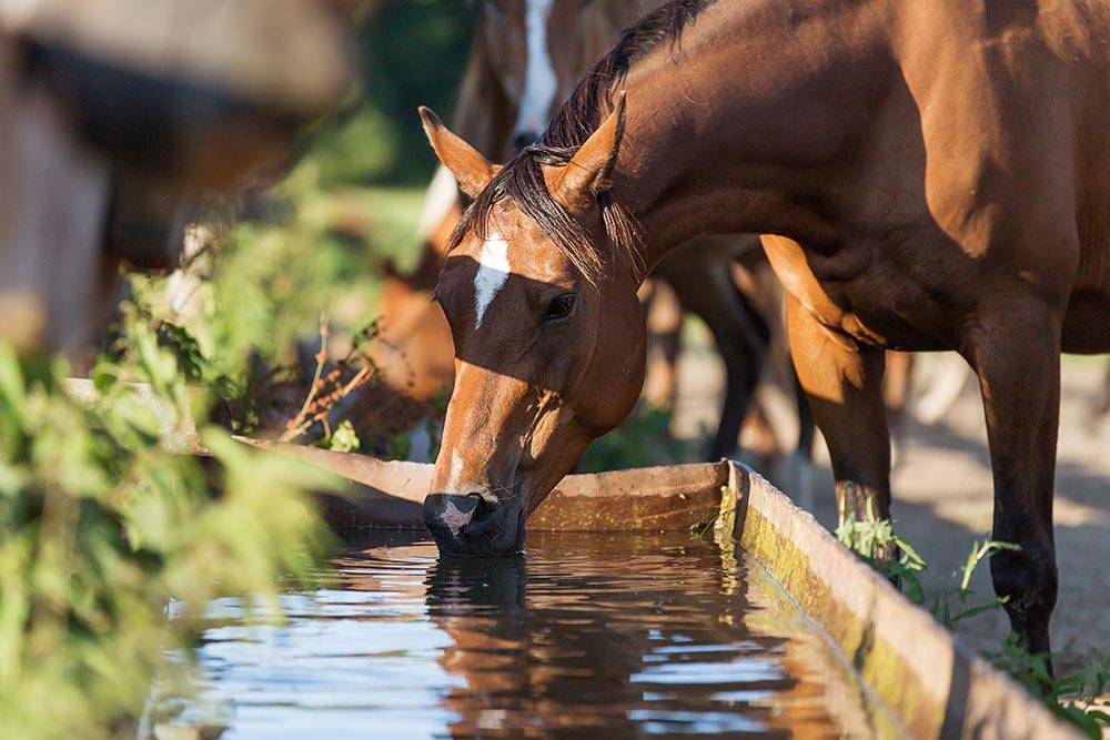 Why Is Dehydration In Horses Dangerous A horse avoiding dehydration by drinking from a water source