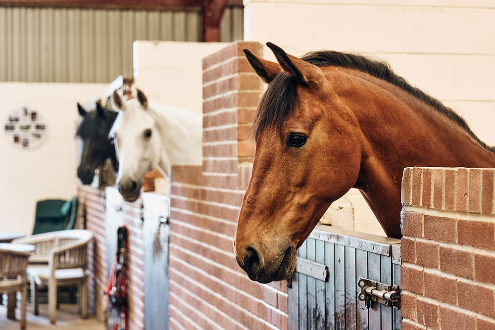 Horses leaning their heads over stable gates.