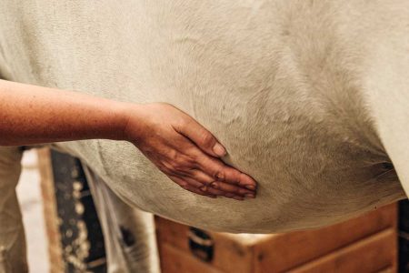 EGUS: Ulcers in Horses