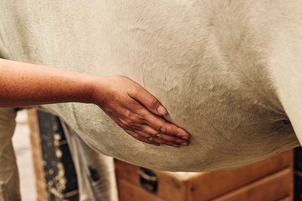 You are currently viewing EGUS: Ulcers in Horses