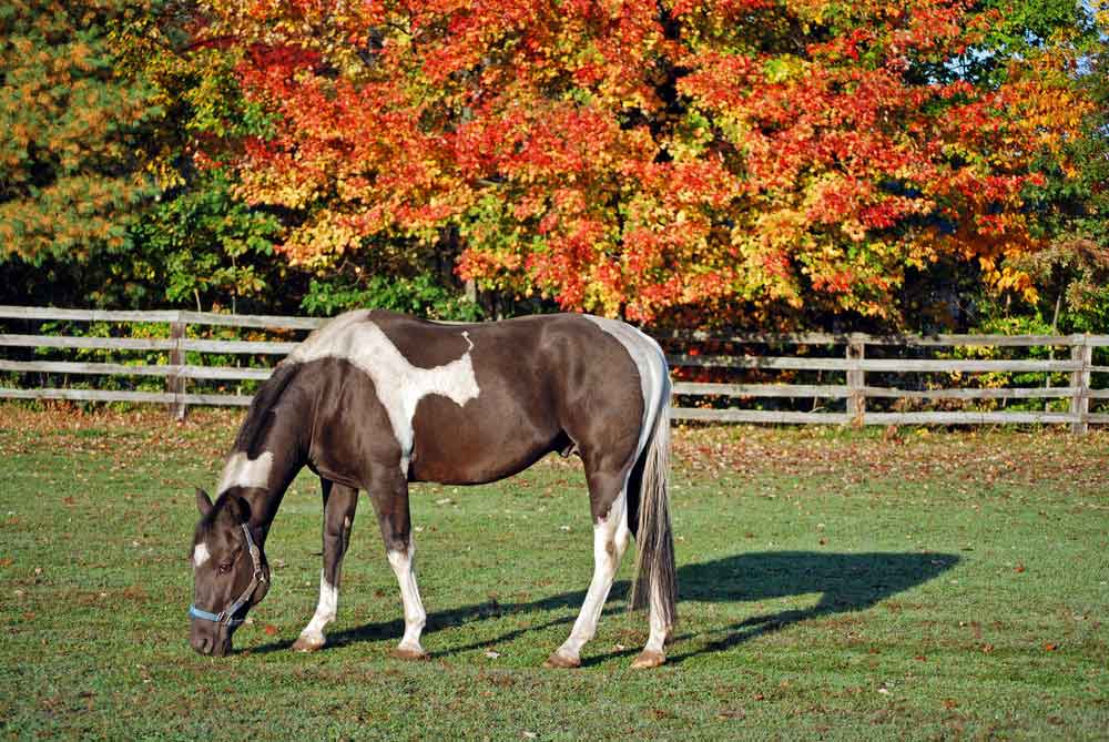 You are currently viewing BHF Nutrition – Autumn Laminitis