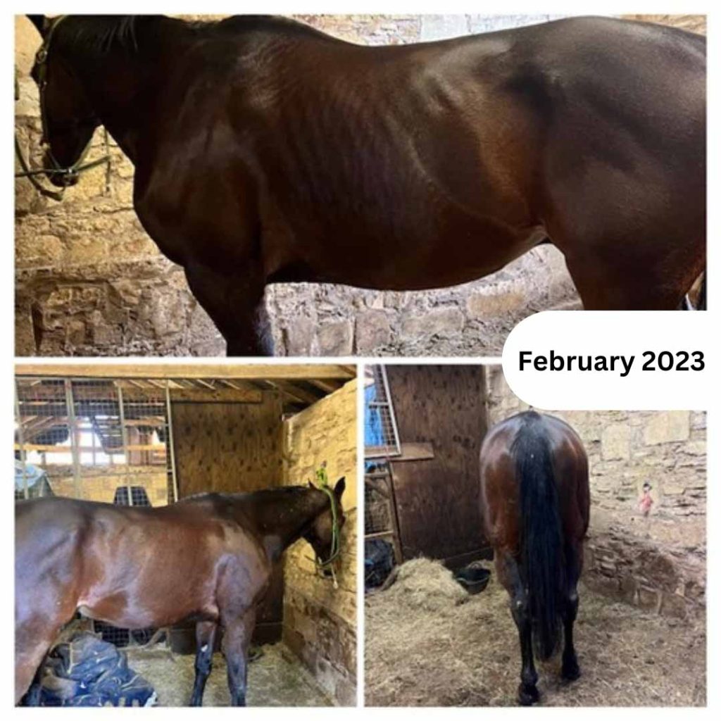 progress-pictures-of-a-horse