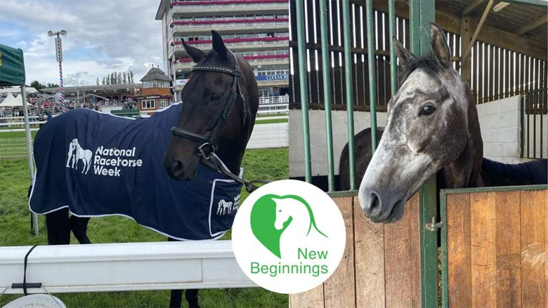 Read more about the article New Beginnings Update: Former Racehorses Goldream and Burrow Seven