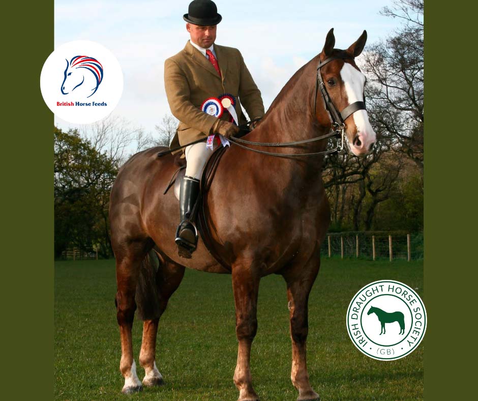 You are currently viewing New British Horse Feeds Showing Series Set To Promote Irish Draught Horse Breed