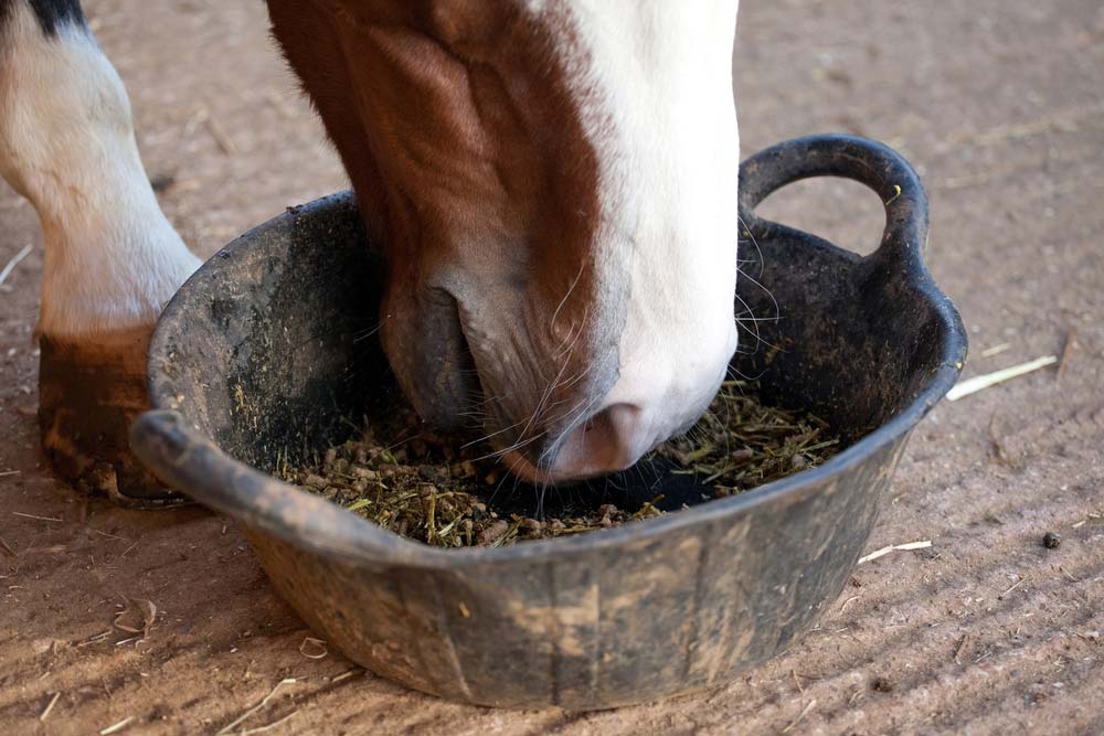 You are currently viewing British Horse Feeds – Where to start when choosing your horses diet.