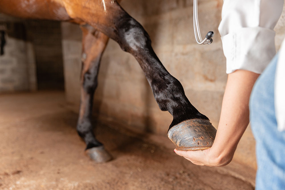 You are currently viewing All things laminitis/spring feeding