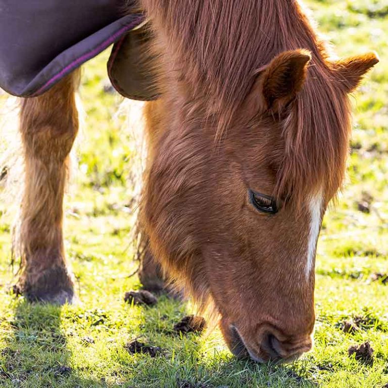 Read more about the article BHF Nutrition – EMS and Cushings