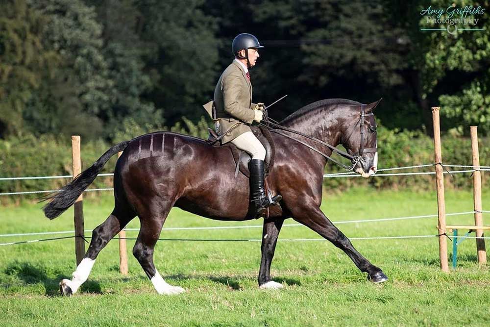 You are currently viewing BHF Nutrition – The best source of oil for condition