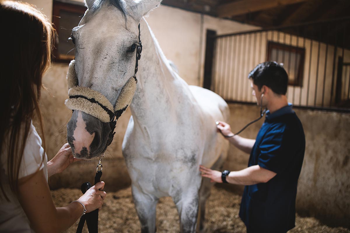 horse-getting-a-check-up