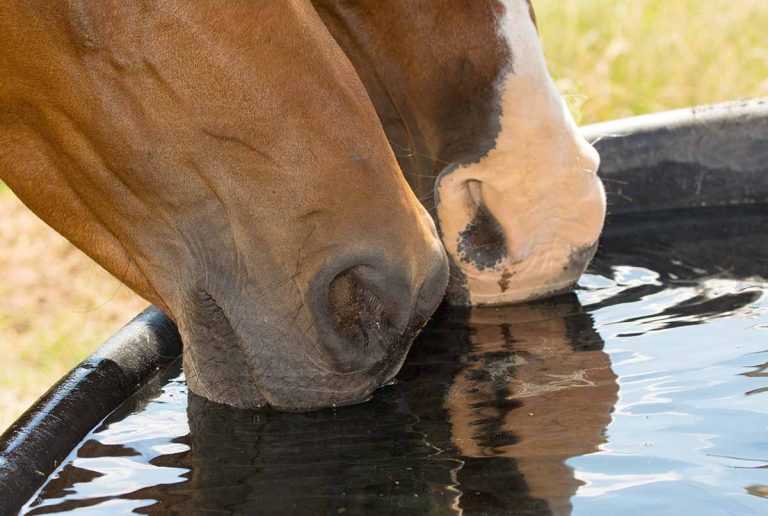 Read more about the article BHF Nutrition – Summer Hydration