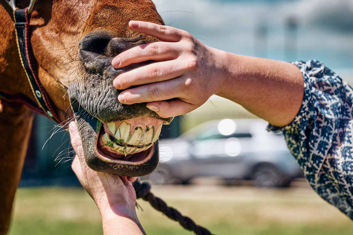 how-to-check-your-horse-is-dehydrated