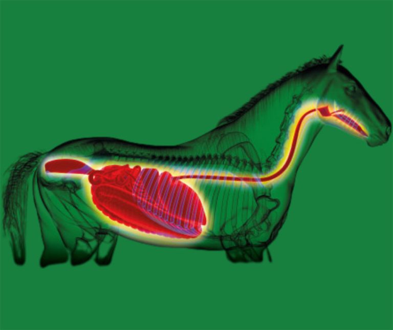 Read more about the article An Introduction to Gastric Ulcers in Horses: Understanding Causes, Signs and Prevention
