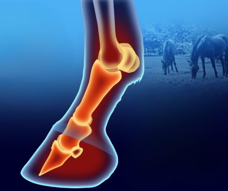Cover Read more about the article Laminitis in Horses: Latest Research, Causes & Risk Management Tips