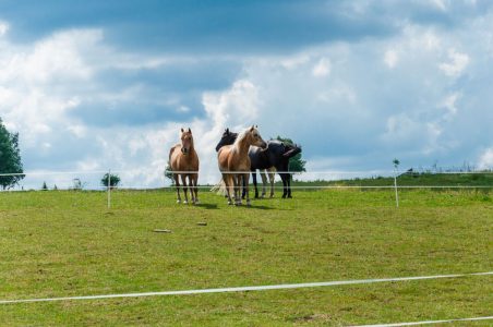 Weight management in good doers and overweight horses and ponies