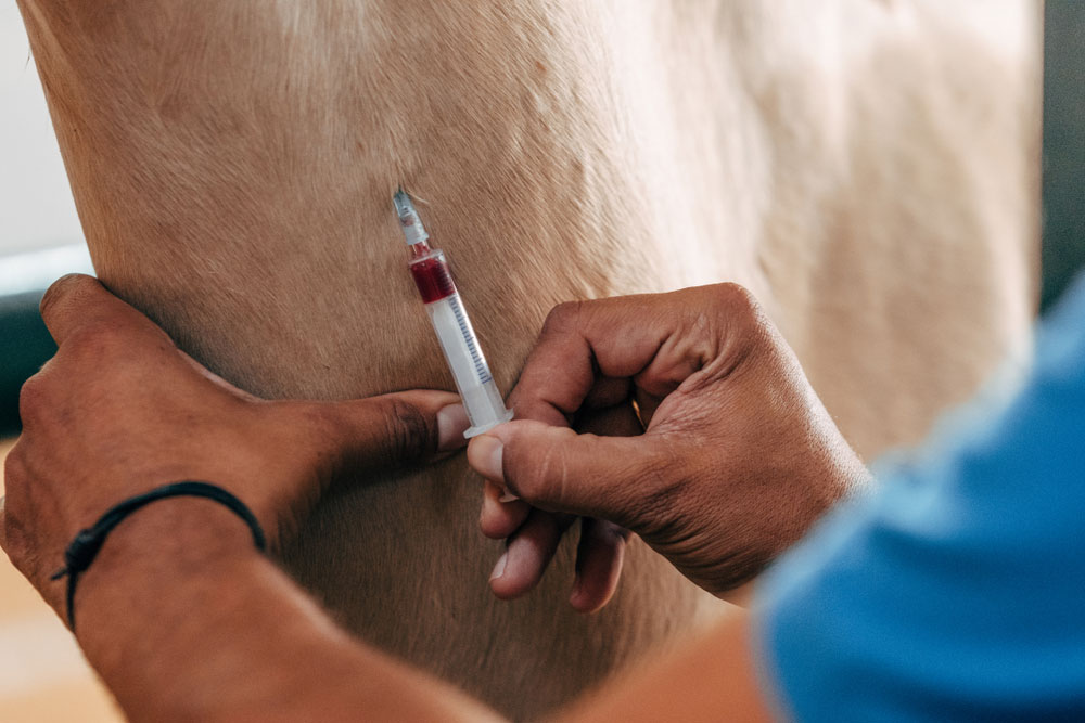horse-getting-an-injection