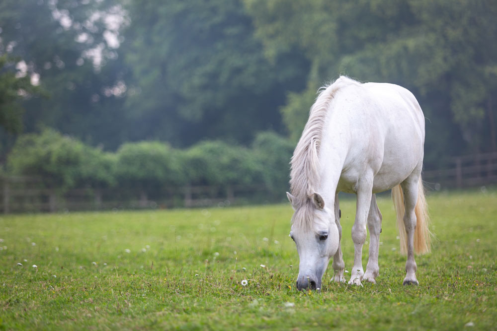 horse-grazing-in-a-field