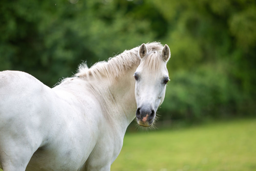 horse-in-a-field