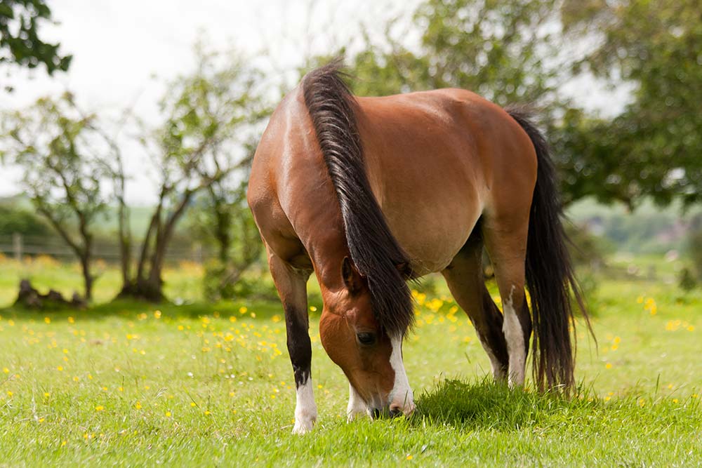 You are currently viewing Managing Your Horse’s Weight This Summer