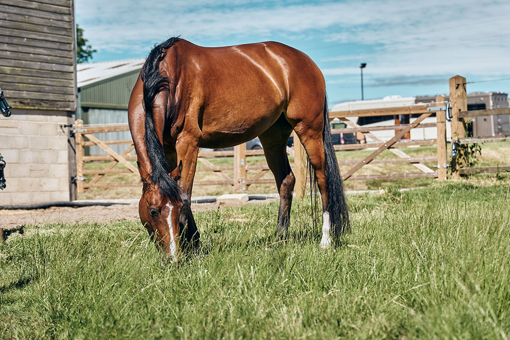 horse-grazing-on-grass
