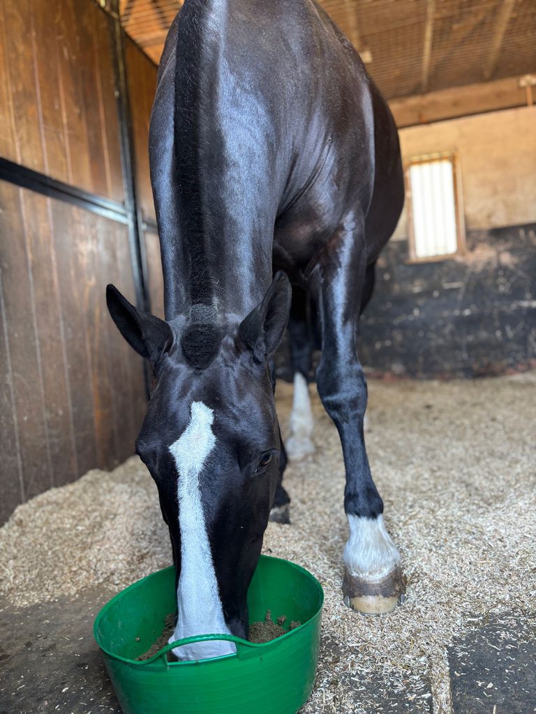 Veteran-Horse-Feeding-with-British-Horse-Feeds–Image4 Horse Feeding on Fibre-Beet