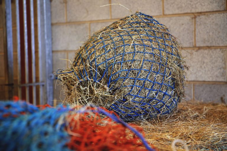 Read more about the article Don’t let less forage worry you – here’s how to keep your horse happy and healthy