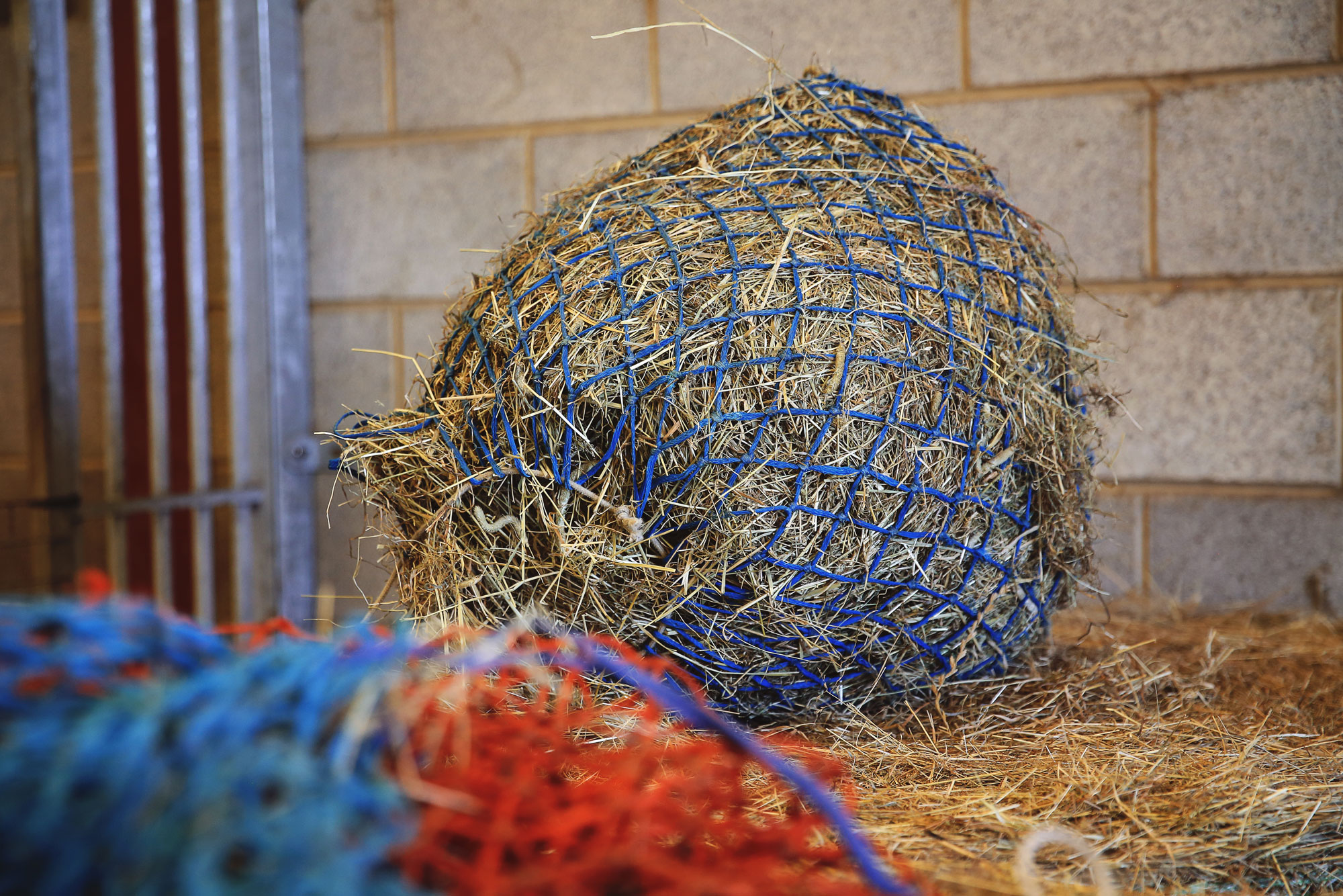 You are currently viewing Don’t let less forage worry you – here’s how to keep your horse happy and healthy