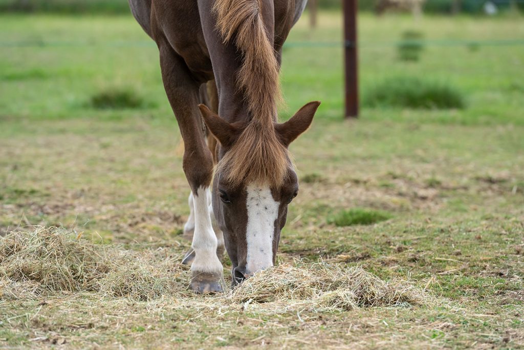 Winter-horse-care-with-British-Horse-Feeds Veteran Horse Feeding