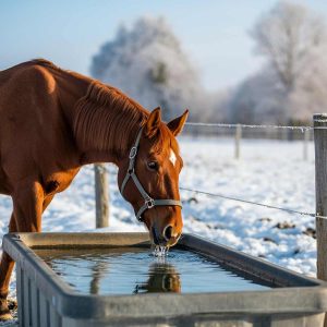 Keeping Your Horse Hydrated in Winter
